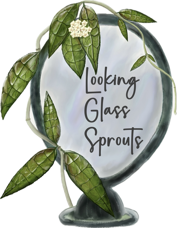 Looking Glass Sprouts